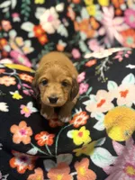 Rosie, a female Miniature Dachshund for sale in Ripley, MS – 1 of 6