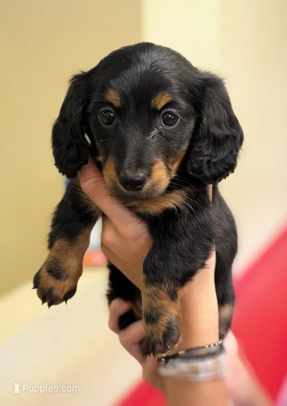 Diva – Miniature Dachshund puppy for sale in Ripley, MS