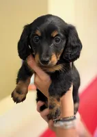 Diva, Black & Tan-LH Female, a female Miniature Dachshund for sale in Ripley, MS – 1 of 1