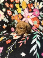 Charlie, a male Miniature Dachshund for sale in Ripley, MS – 2 of 7