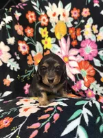 Molly, a female Miniature Dachshund for sale in Ripley, MS – 1 of 5
