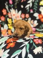 Rosie, a female Miniature Dachshund for sale in Ripley, MS – 6 of 6
