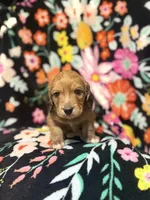 Charlie, a male Miniature Dachshund for sale in Ripley, MS – 3 of 7
