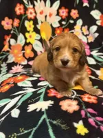 Max, a male Miniature Dachshund for sale in Ripley, MS – 4 of 5