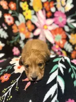 Charlie, a male Miniature Dachshund for sale in Ripley, MS – 6 of 7