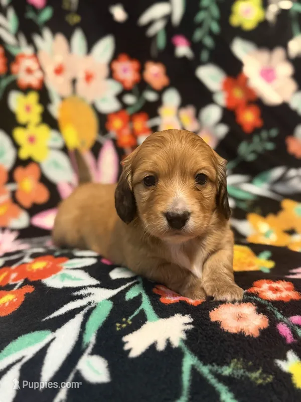 Max – Miniature Dachshund puppy for sale in Ripley, MS