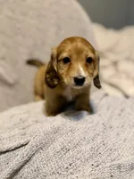 Max, Shaded Cream/Red-LH Male, a male Miniature Dachshund for sale in Ripley, MS – 5 of 6