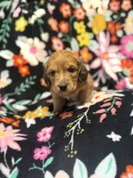 Charlie, a male Miniature Dachshund for sale in Ripley, MS – 4 of 7