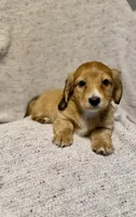 Max, Shaded Cream/Red-LH Male, a male Miniature Dachshund for sale in Ripley, MS – 4 of 6