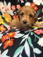 Rosie, a female Miniature Dachshund for sale in Ripley, MS – 3 of 6