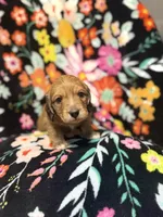 Charlie, a male Miniature Dachshund for sale in Ripley, MS – 7 of 7