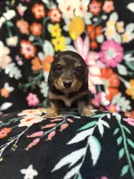 Molly, a female Miniature Dachshund for sale in Ripley, MS – 4 of 5