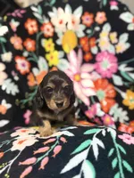 Molly, a female Miniature Dachshund for sale in Ripley, MS – 2 of 5