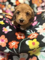 Rosie, a female Miniature Dachshund for sale in Ripley, MS – 2 of 6