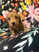 Rosie, a female Miniature Dachshund for sale in Ripley, MS – 4 of 6