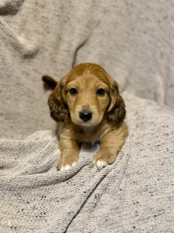 Charlie,Shaded Cream/Red-LH Male – Miniature Dachshund puppy for sale in Ripley, MS