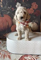Ghost (F1B Meduim), a male Goldendoodle for sale in Clarksville, TX – 2 of 5