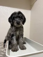 Loretta (F1B Medium), a female Goldendoodle for sale in Clarksville, TX – 2 of 3