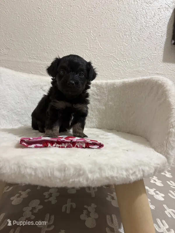 Reese’s – Miniature Aussiedoodle puppy for sale in Clarksville, TX