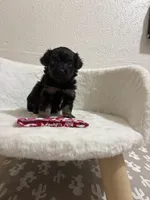 Reese’s, a female Miniature Aussiedoodle for sale in Clarksville, TX – 1 of 3