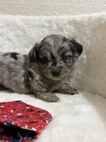 Kit Kat, a male Miniature Aussiedoodle for sale in Clarksville, TX – 3 of 4
