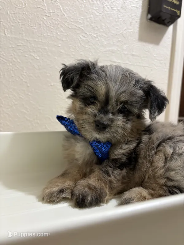 Kit Kat – Miniature Aussiedoodle puppy for sale in Clarksville, TX