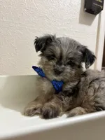 Kit Kat  (Toy Aussiedoodle), a male Poodle - Toy  and Toy Australian Shepherd for sale in Clarksville, TX – 4 of 8