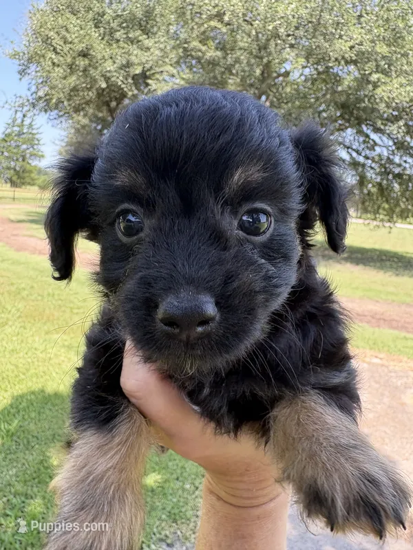 Reese’s – Miniature Aussiedoodle puppy for sale in Clarksville, TX