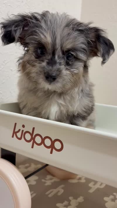 Kit Kat  (Toy Aussiedoodle), a male Poodle - Toy  and Toy Australian Shepherd for sale in Clarksville, TX – 3 of 8