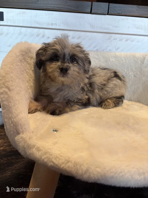 Kit Kat  (Toy Aussiedoodle) – Poodle - Toy , Toy Australian Shepherd puppy for sale in Clarksville, TX