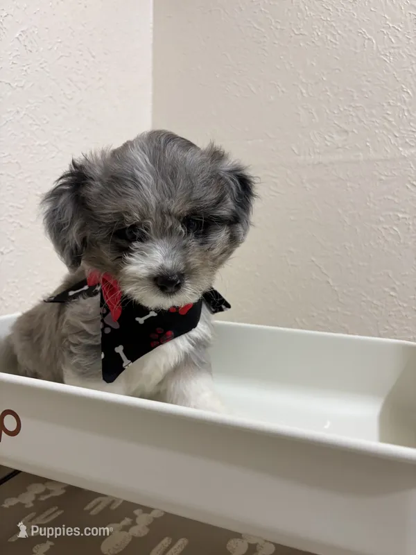 Snickers – Miniature Aussiedoodle puppy for sale in Clarksville, TX
