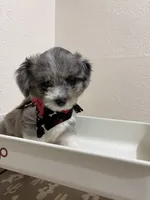 Snickers (Toy Aussiedoodle), a male Poodle - Toy  and Toy Australian Shepherd for sale in Clarksville, TX – 6 of 10
