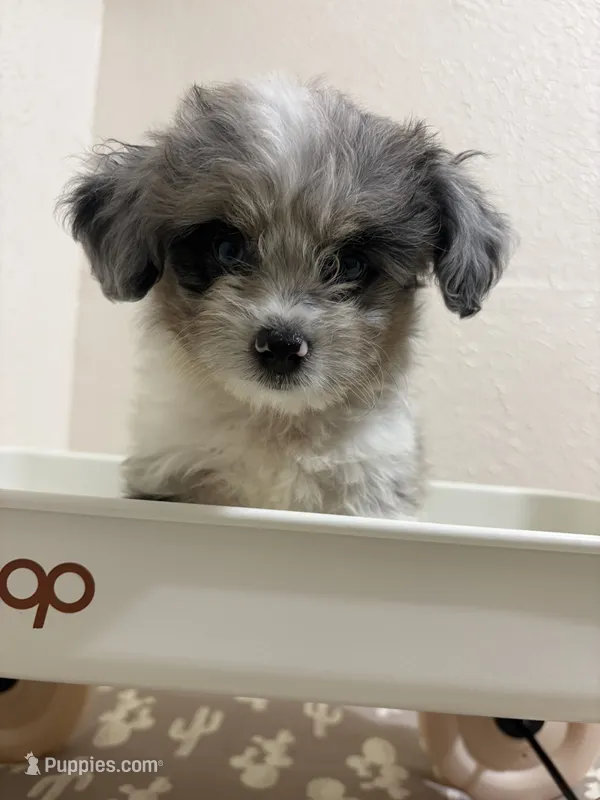 Crunch – Miniature Aussiedoodle puppy for sale in Clarksville, TX