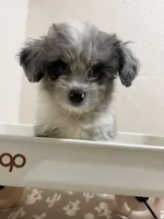 Crunch (Toy Aussiedoodle), a male Poodle - Toy  and Toy Australian Shepherd for sale in Clarksville, TX – 4 of 10