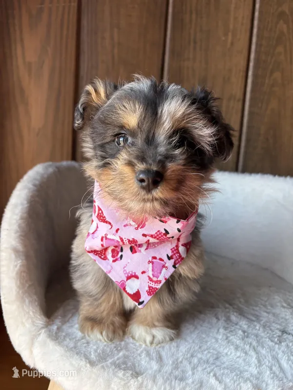 Ringo  (F1 Toy Corgipoo)