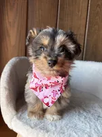 Ringo  (F1 Toy Corgipoo), a male Pembroke Welsh Corgi and Poodle - Toy  for sale in Clarksville, TX – Photo 1 of 7