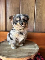 Ringo  (F1 Toy Corgipoo), a male Pembroke Welsh Corgi and Poodle - Toy  for sale in Clarksville, TX – Photo 3 of 7