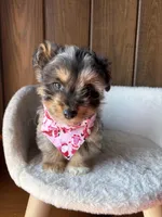 Ringo  (F1 Toy Corgipoo), a male Pembroke Welsh Corgi and Poodle - Toy  for sale in Clarksville, TX – Photo 2 of 7