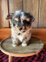 Ringo  (F1 Toy Corgipoo), a male Pembroke Welsh Corgi and Poodle - Toy  for sale in Clarksville, TX – Photo 4 of 7