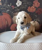 Pumpkin (F1B Meduim), a female Goldendoodle for sale in Clarksville, TX – 2 of 4