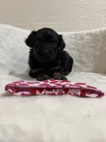 Reese’s, a female Miniature Aussiedoodle for sale in Clarksville, TX – 2 of 3