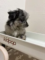 Kit Kat  (Toy Aussiedoodle), a male Poodle - Toy  and Toy Australian Shepherd for sale in Clarksville, TX – 2 of 8