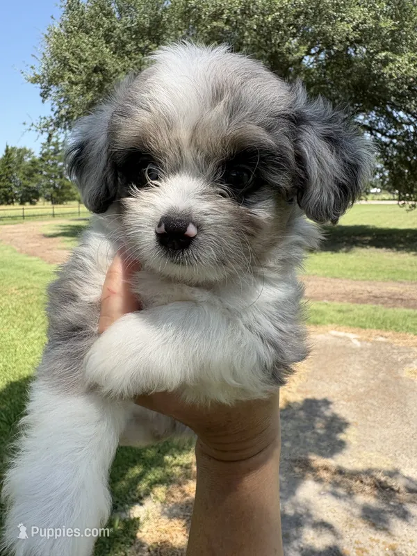Crunch – Miniature Aussiedoodle puppy for sale in Clarksville, TX