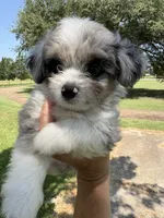 Crunch (Toy Aussiedoodle), a male Poodle - Toy  and Toy Australian Shepherd for sale in Clarksville, TX – 6 of 10