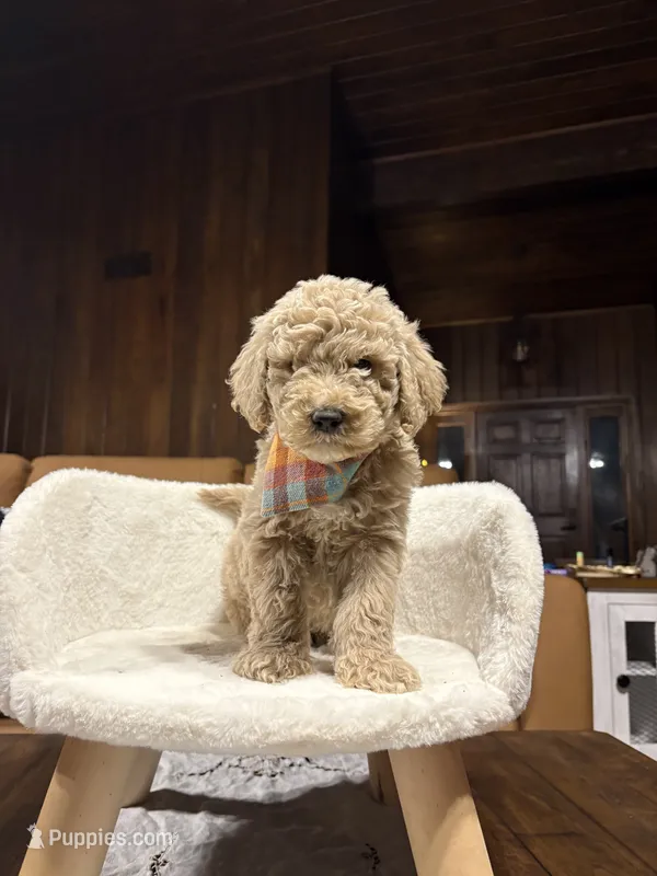 Ghost (F1B Meduim) – Goldendoodle puppy for sale in Clarksville, TX