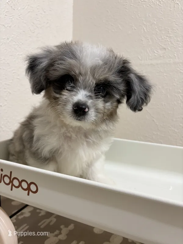Crunch – Miniature Aussiedoodle puppy for sale in Clarksville, TX