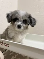 Crunch (Toy Aussiedoodle), a male Poodle - Toy  and Toy Australian Shepherd for sale in Clarksville, TX – 1 of 10