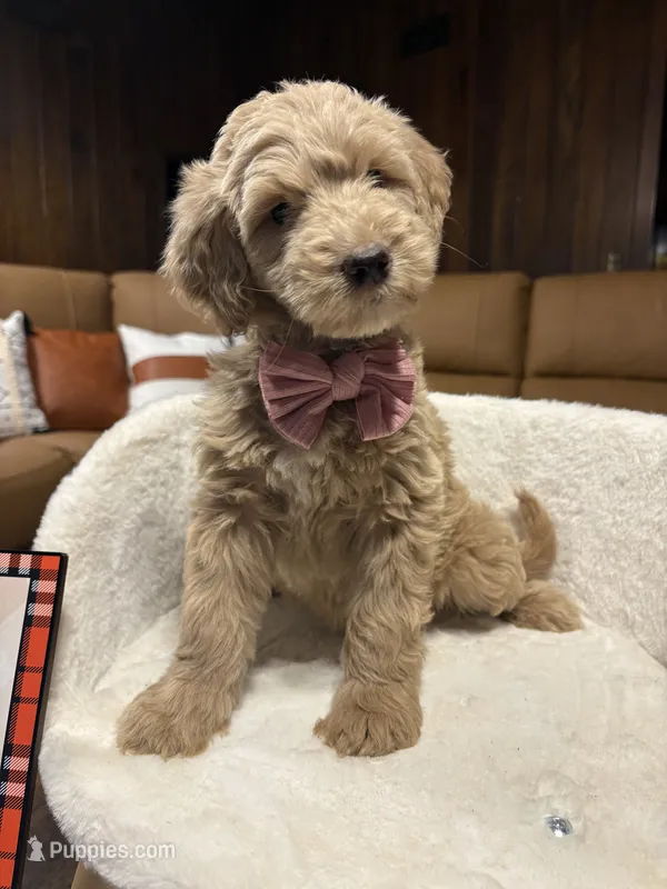 Candy Corn (F1B Meduim) – Goldendoodle puppy for sale in Clarksville, TX