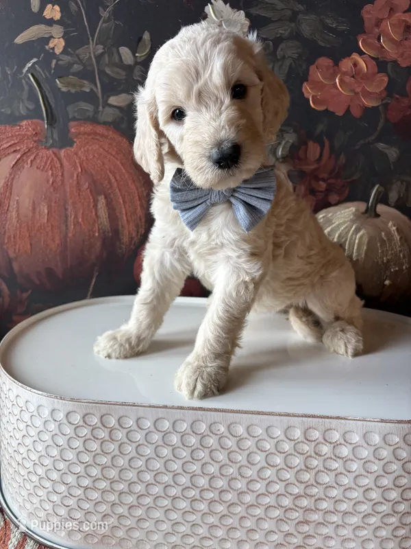Pumpkin (F1B Meduim) – Goldendoodle puppy for sale in Clarksville, TX