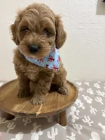 Thor, a male Miniature Goldendoodle for sale in Clarksville, TX – 2 of 4